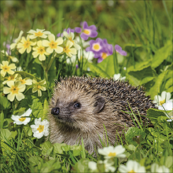 Weitere Ansicht: Igel 2027