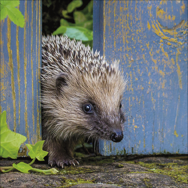 Weitere Ansicht: Igel 2027