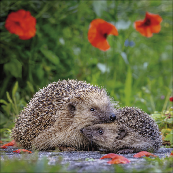 Weitere Ansicht: Igel 2027