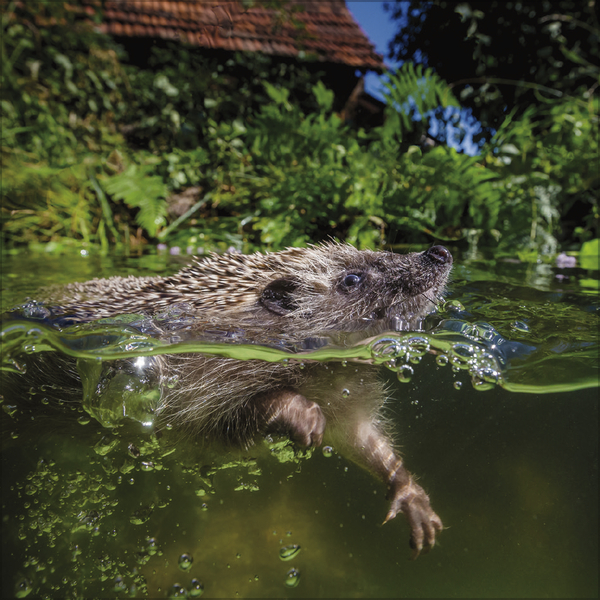 Weitere Ansicht: Igel 2027