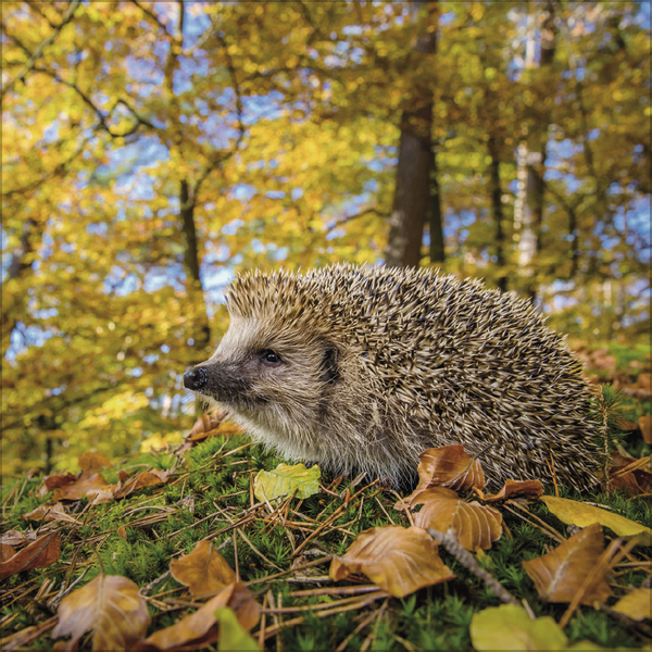 Weitere Ansicht: Igel 2027