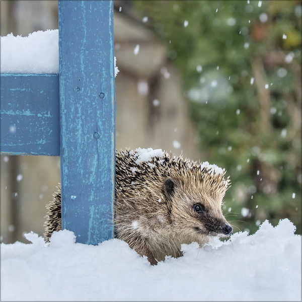 Weitere Ansicht: Igel 2027