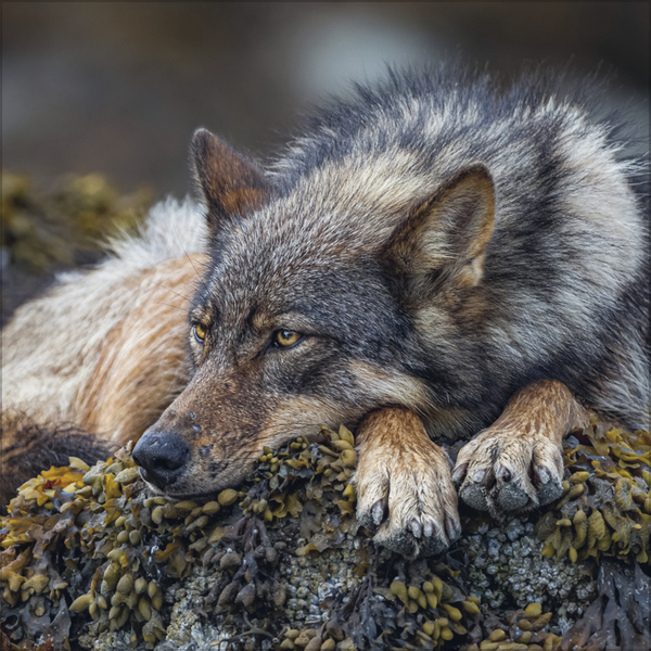 Weitere Ansicht: Wölfe 2027