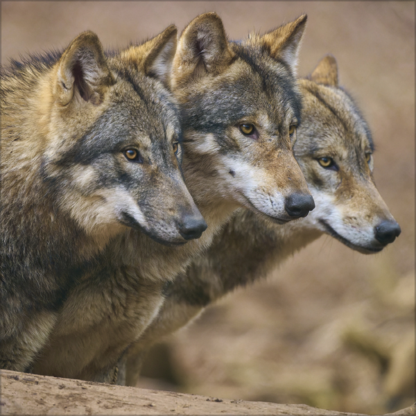 Weitere Ansicht: Wölfe 2027