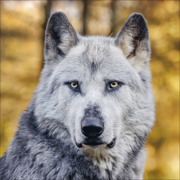 Weitere Ansicht: Wölfe 2027