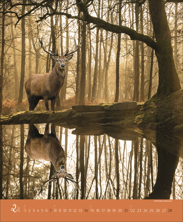 Weitere Ansicht: Augenblicke im Wald 2027