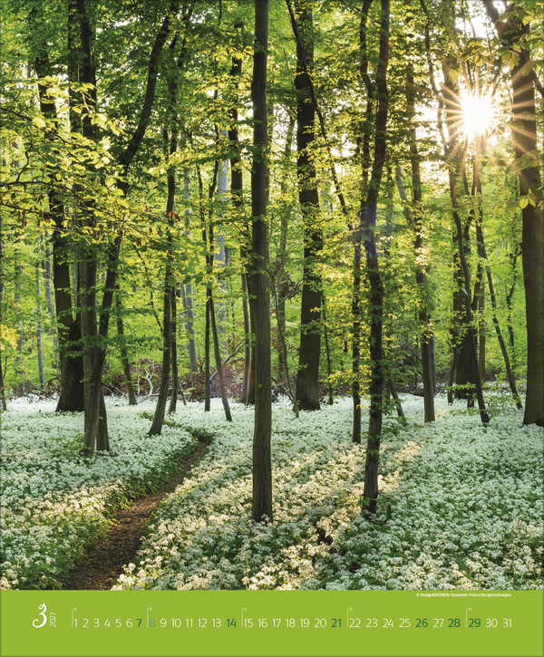 Weitere Ansicht: Augenblicke im Wald 2027