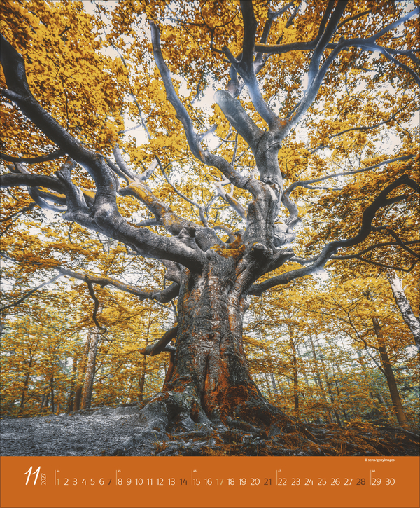 Weitere Ansicht: Augenblicke im Wald 2027