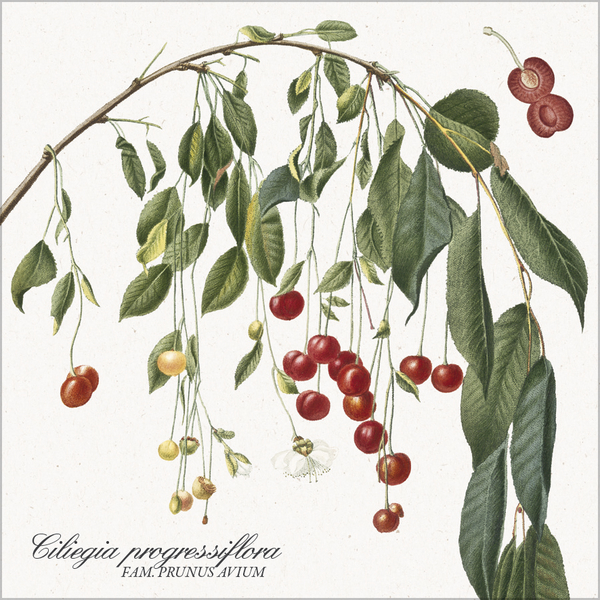 Weitere Ansicht: Botanicum 2027