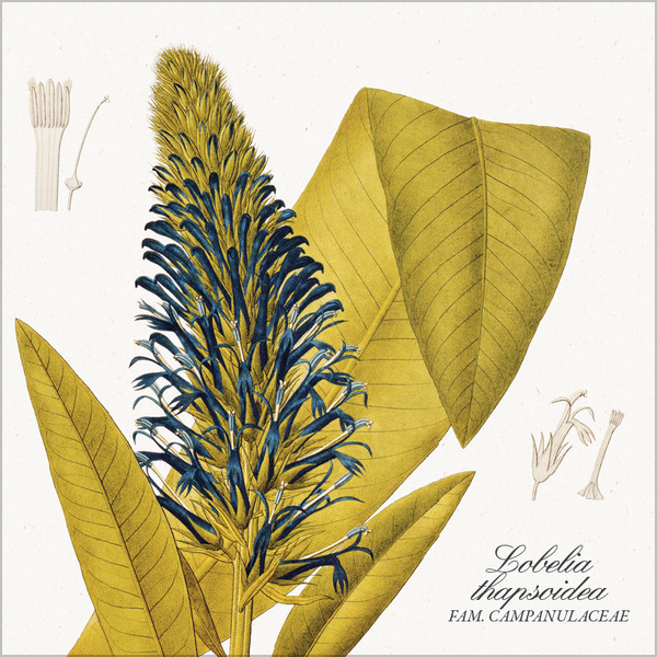 Weitere Ansicht: Botanicum 2027