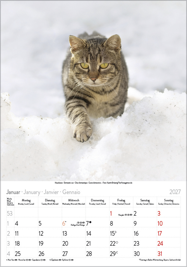 Weitere Ansicht: Katzen 2027