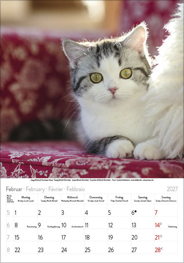 Weitere Ansicht: Katzen 2027