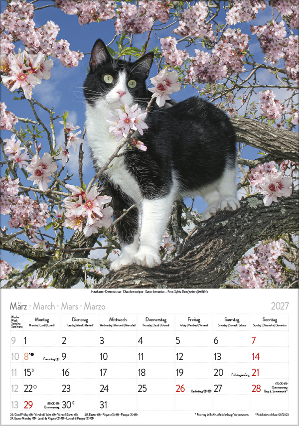 Weitere Ansicht: Katzen 2027