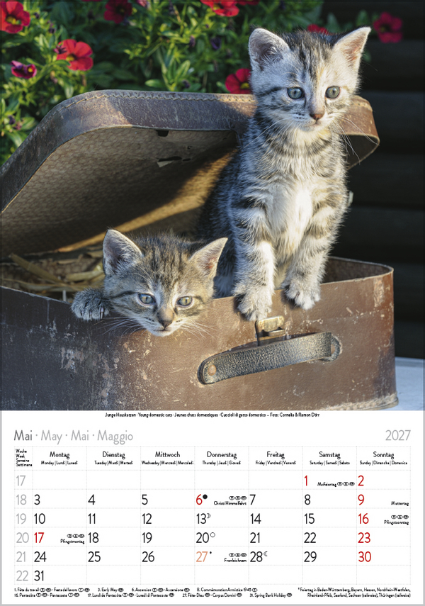 Weitere Ansicht: Katzen 2027