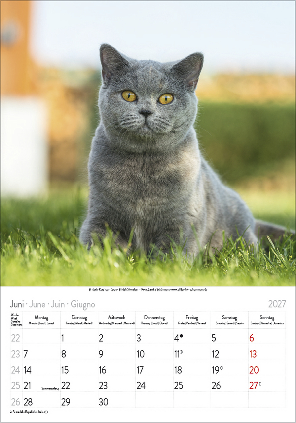 Weitere Ansicht: Katzen 2027