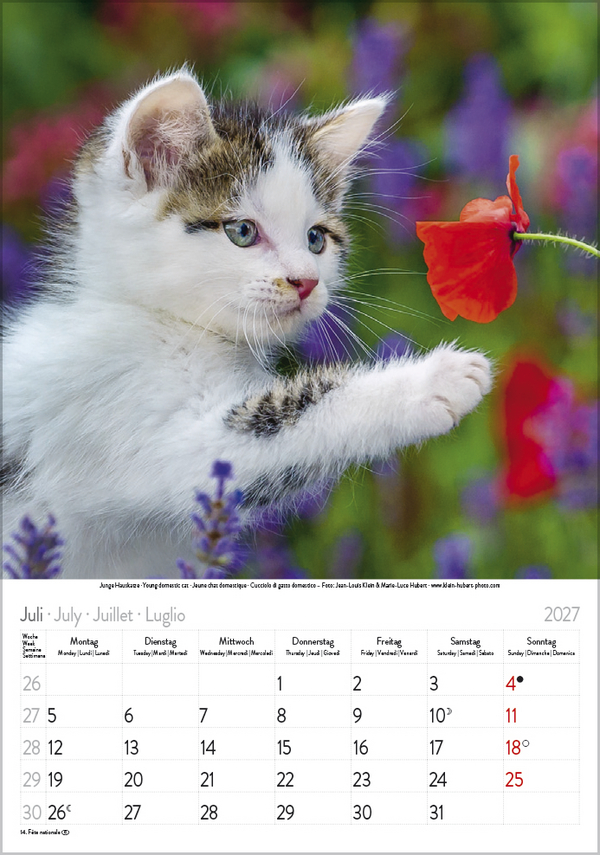 Weitere Ansicht: Katzen 2027