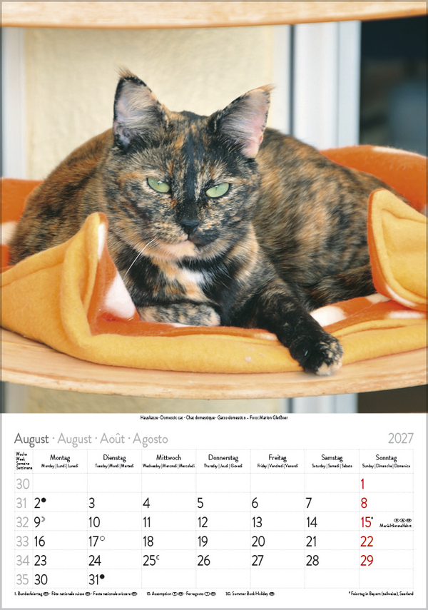 Weitere Ansicht: Katzen 2027