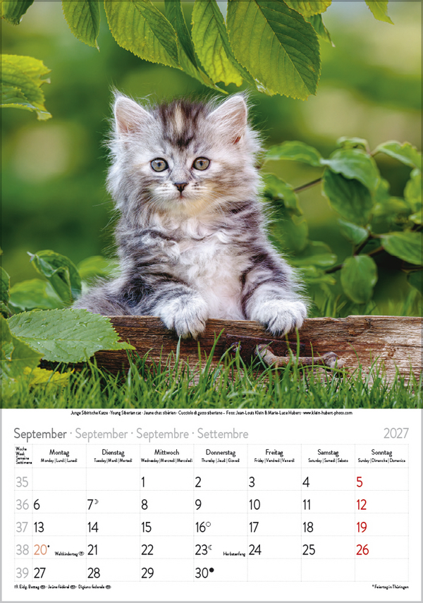 Weitere Ansicht: Katzen 2027