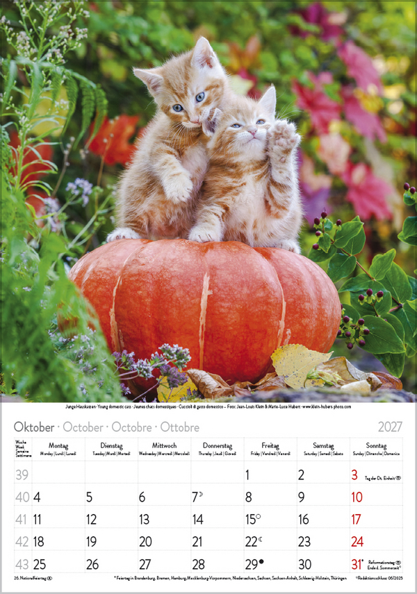 Weitere Ansicht: Katzen 2027