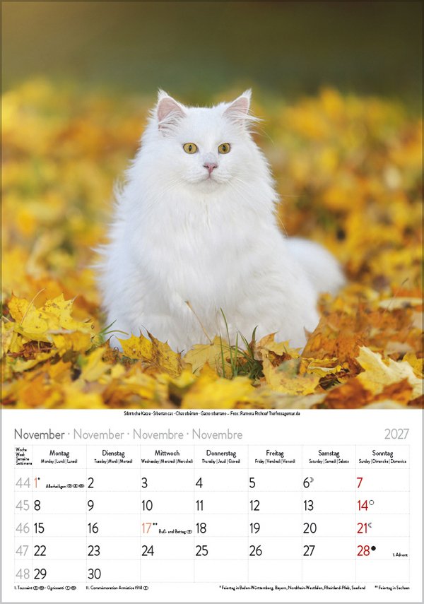 Weitere Ansicht: Katzen 2027