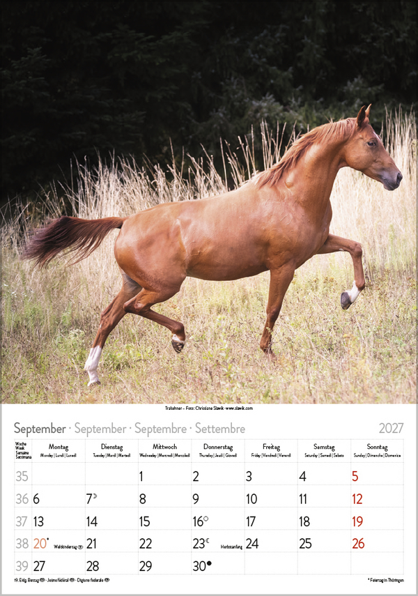 Weitere Ansicht: Pferde 2027