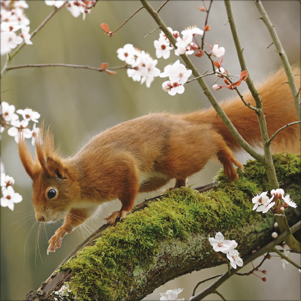 Weitere Ansicht: Eichhörnchen 2027