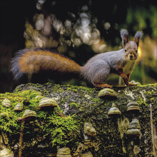 Weitere Ansicht: Eichhörnchen 2027
