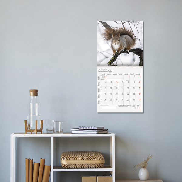 Weitere Ansicht: Eichhörnchen 2027