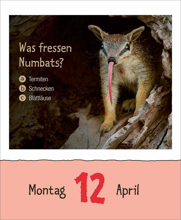 Weitere Ansicht: Wie faul ist das Faultier? 2027