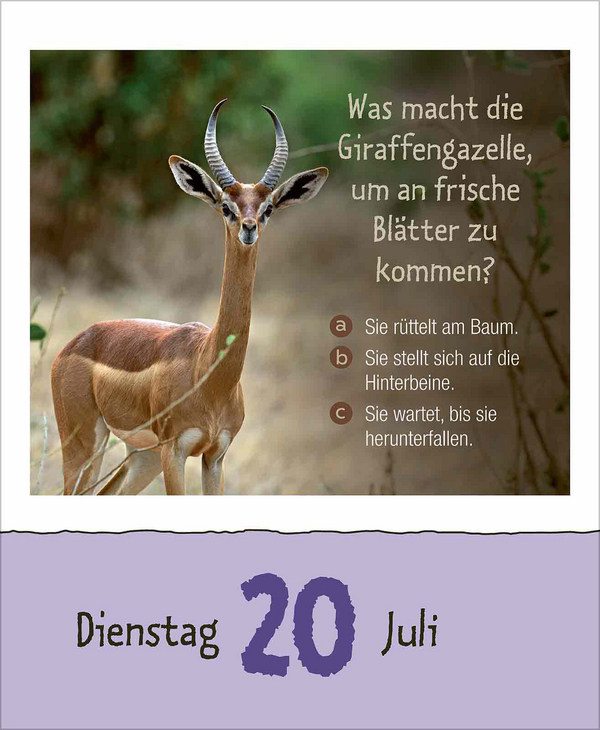 Weitere Ansicht: Wie faul ist das Faultier? 2027