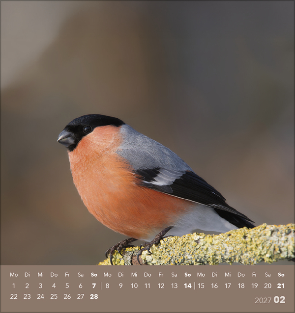 Weitere Ansicht: Vögel unserer Heimat 2027