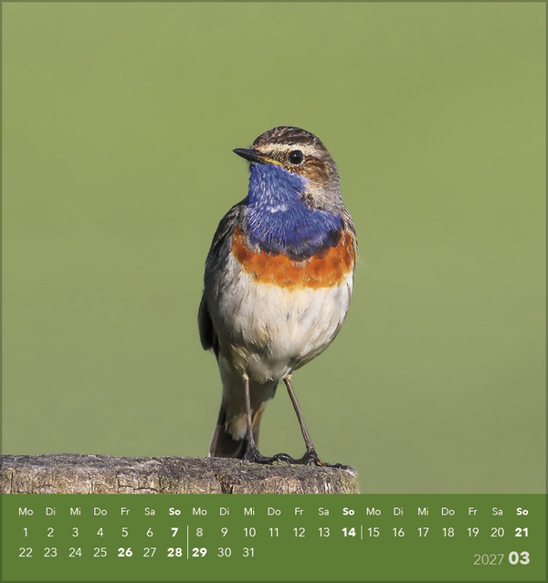 Weitere Ansicht: Vögel unserer Heimat 2027