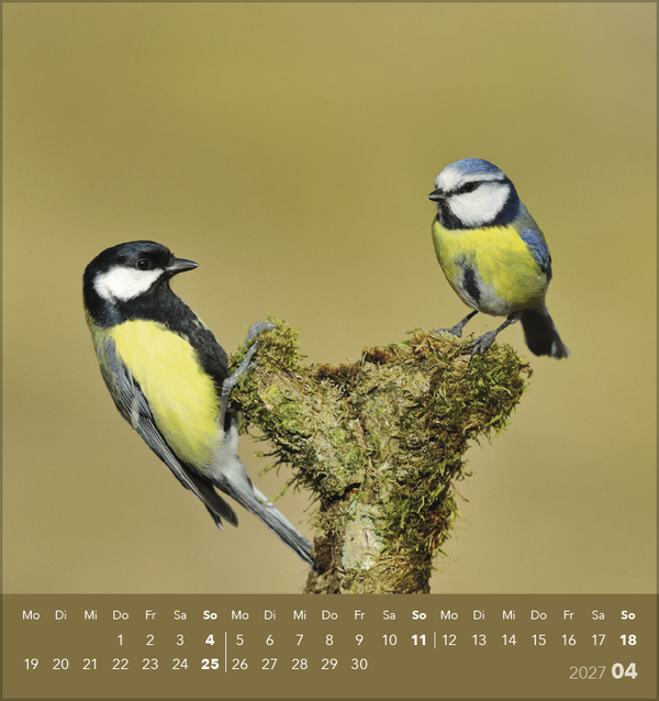 Weitere Ansicht: Vögel unserer Heimat 2027