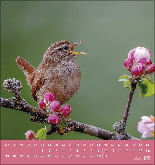 Weitere Ansicht: Vögel unserer Heimat 2027