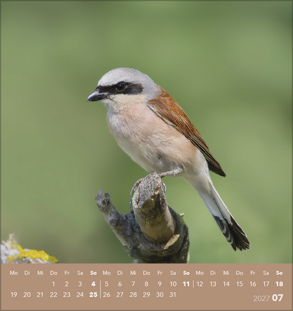 Weitere Ansicht: Vögel unserer Heimat 2027