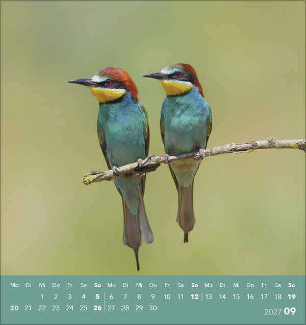 Weitere Ansicht: Vögel unserer Heimat 2027