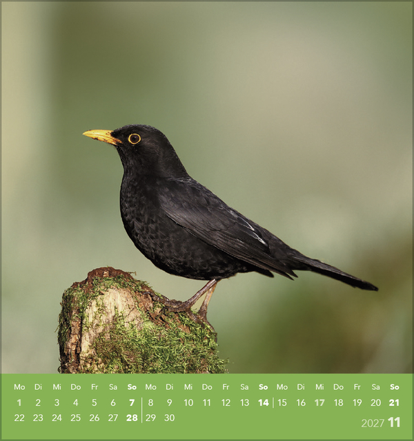 Weitere Ansicht: Vögel unserer Heimat 2027