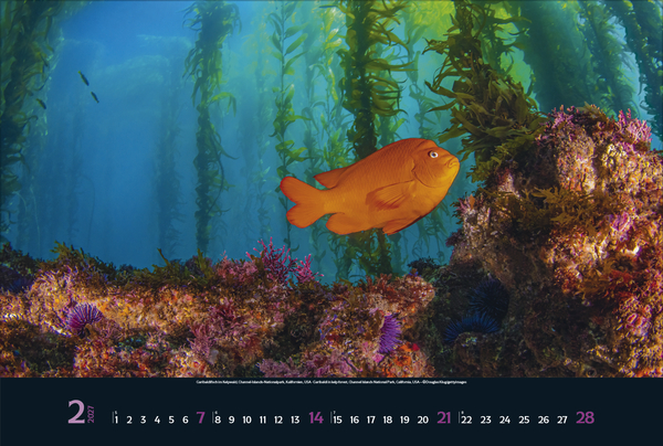 Weitere Ansicht: Magie der Meere 2027