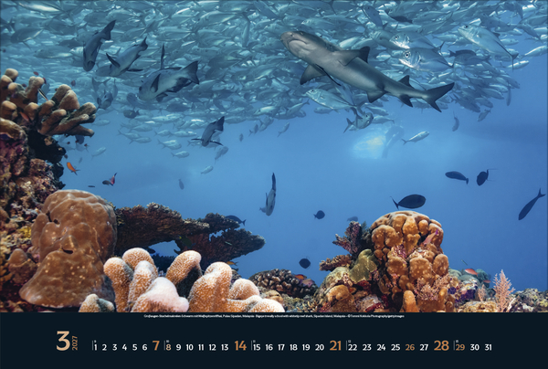 Weitere Ansicht: Magie der Meere 2027