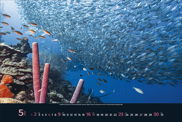 Weitere Ansicht: Magie der Meere 2027