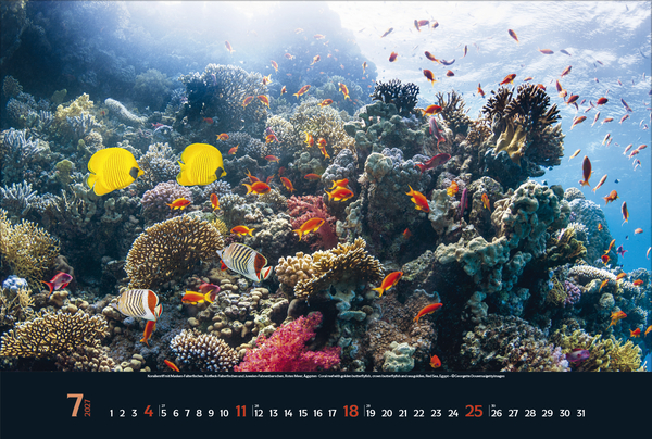 Weitere Ansicht: Magie der Meere 2027