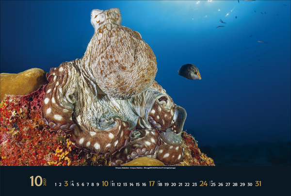 Weitere Ansicht: Magie der Meere 2027