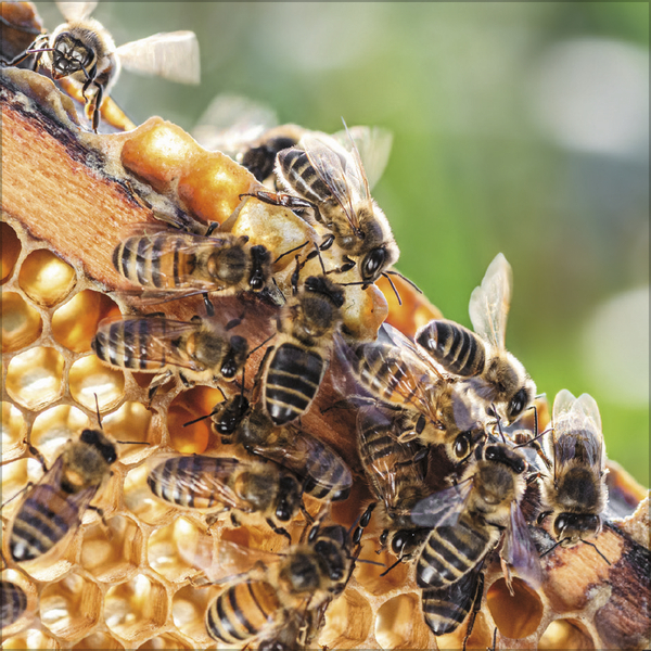 Weitere Ansicht: Bienen 2027