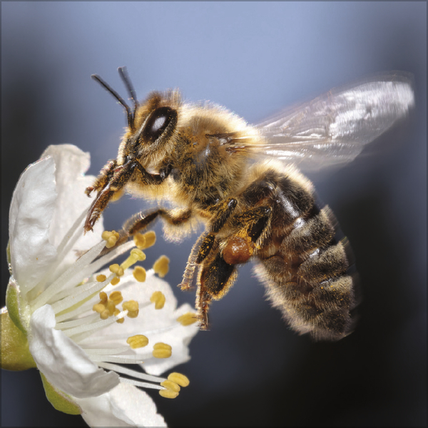 Weitere Ansicht: Bienen 2027