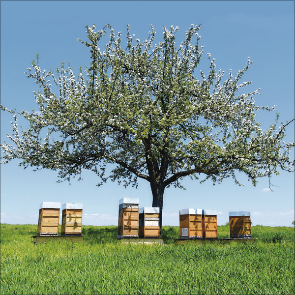 Weitere Ansicht: Bienen 2027
