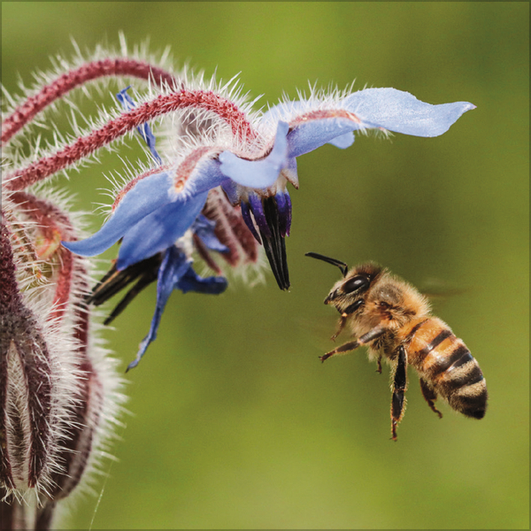 Weitere Ansicht: Bienen 2027