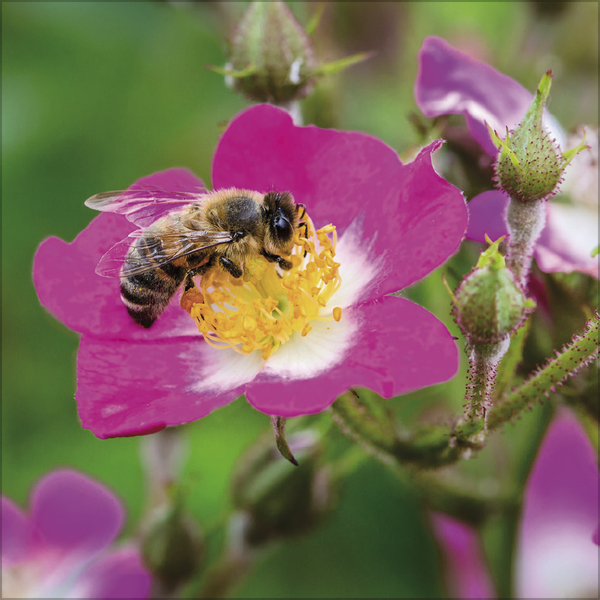 Weitere Ansicht: Bienen 2027