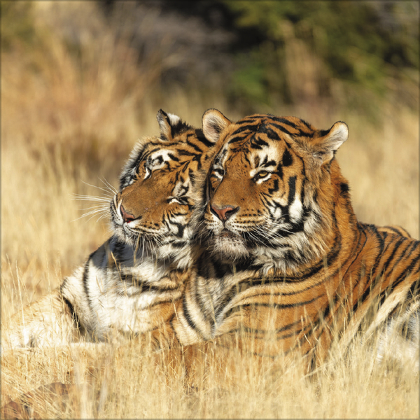 Weitere Ansicht: All we need is LOVE 2027