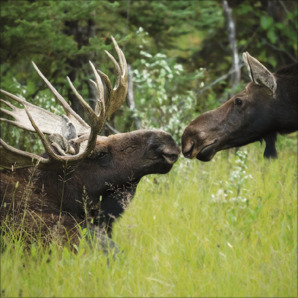 Weitere Ansicht: All we need is LOVE 2027