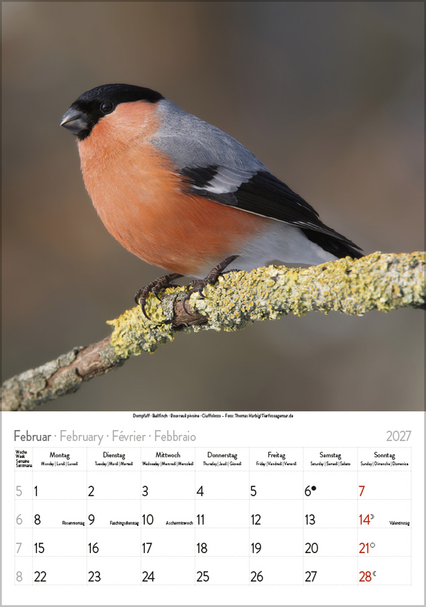 Weitere Ansicht: Vögel 2027